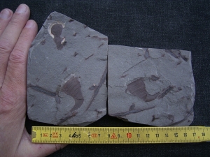 Eurypterid Parahughmilleria hefteri