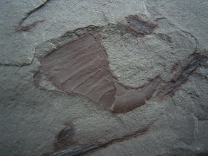 Eurypterid Parahughmilleria hefteri