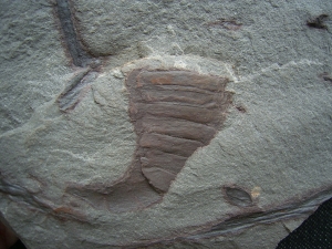 Eurypterid Parahughmilleria hefteri