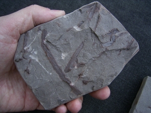 Eurypterid Parahughmilleria hefteri