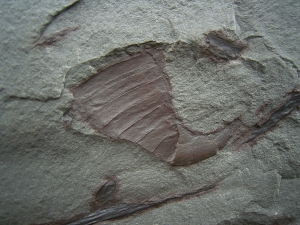 Eurypterid Parahughmilleria hefteri