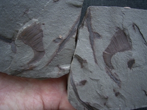 Eurypterid Parahughmilleria hefteri