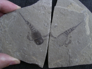 Eurypterus tetragonophta