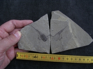 Eurypterus tetragonophta