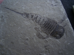 Eurypterus tetragonophta