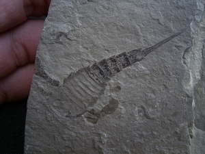 Eurypterus tetragonophta