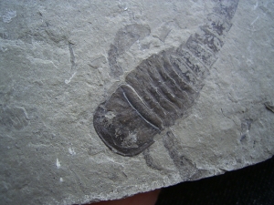 Eurypterus tetragonophta