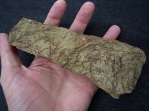 Calamophyton - Pflanzen aus dem Devon