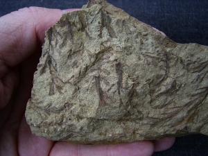 Calamophyton - Pflanzen aus dem Devon