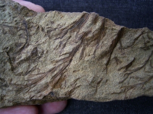 Calamophyton - Pflanzen aus dem Devon