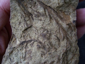 Calamophyton - Pflanzen aus dem Devon