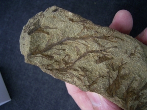 Calamophyton - Pflanzen aus dem Devon