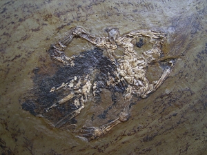 Frog, Messel pit