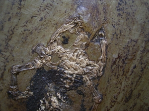 Frog, Messel pit