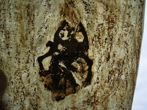 Frog, Messel pit