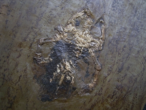 Frog, Messel pit