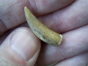 Ichthyosaurier Zahn aus Unterstürmig