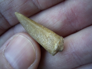 Ichthyosaurier Zahn aus Unterstürmig