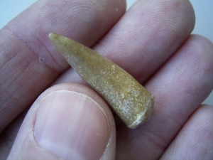 Ichthyosaurier Zahn aus Unterstürmig