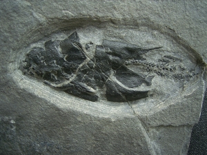 Millerosteus - Panzerfisch