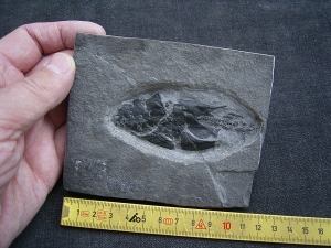 Millerosteus - Panzerfisch