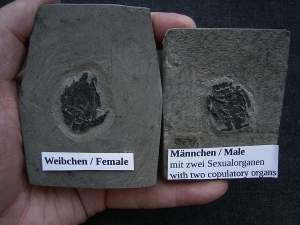 Microbrachius Paar