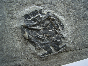 Microbrachius couple