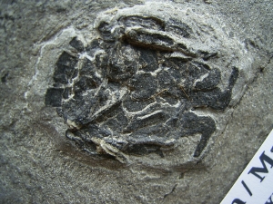 Microbrachius couple