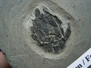 Microbrachius couple