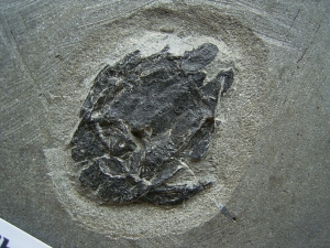 Microbrachius couple