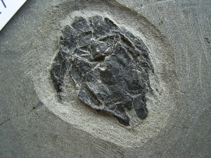 Microbrachius couple