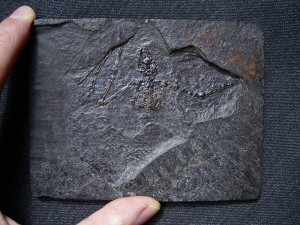 Fledermaus Palaeochiropteryx