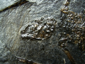 Fledermaus Palaeochiropteryx