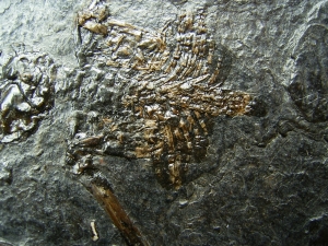 Fledermaus Palaeochiropteryx