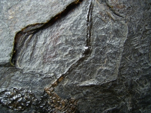 Fledermaus Palaeochiropteryx