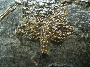 Fledermaus Palaeochiropteryx