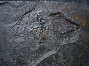 Fledermaus Palaeochiropteryx