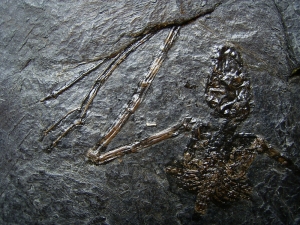 Fledermaus Palaeochiropteryx