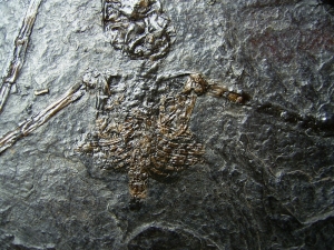 Fledermaus Palaeochiropteryx