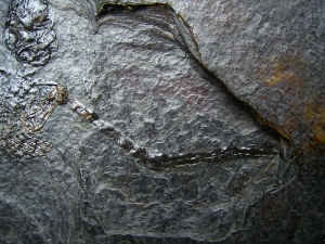 Fledermaus Palaeochiropteryx