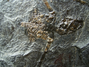 Fledermaus Palaeochiropteryx