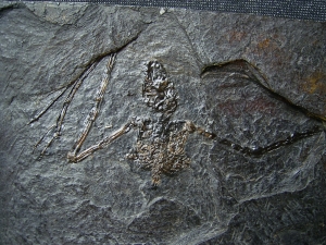 Fledermaus Palaeochiropteryx