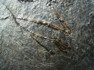 Fledermaus Palaeochiropteryx