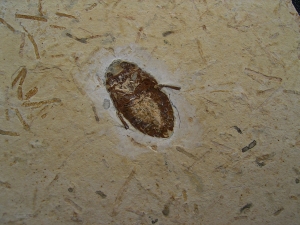 Zwei Insekten und ein Skorpion