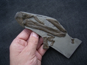 Steneosaurus Bein- und Fussknochen