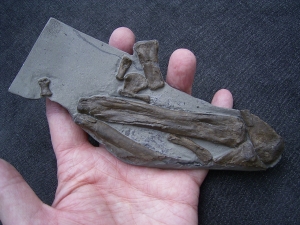 Steneosaurus Bein- und Fussknochen