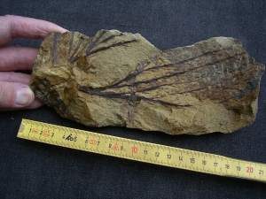 Devonian plant Calamophyton