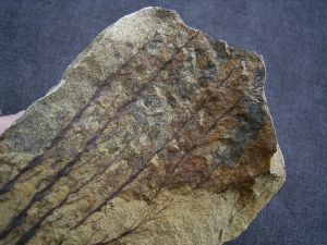 Devonian plant Calamophyton