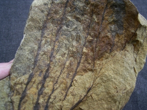 Devonian plant Calamophyton
