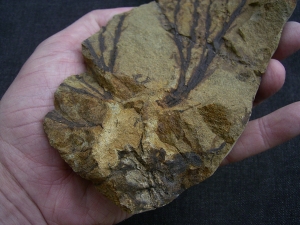Devonian plant Calamophyton